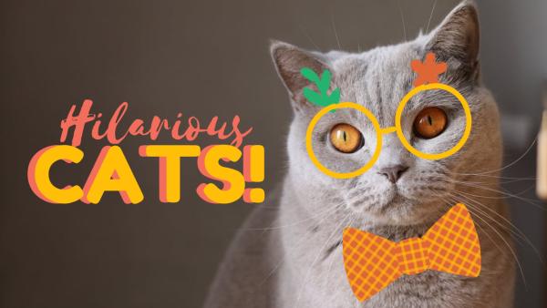 Online Cute Cat Youtube Thumbnail Template | Fotor Design Maker